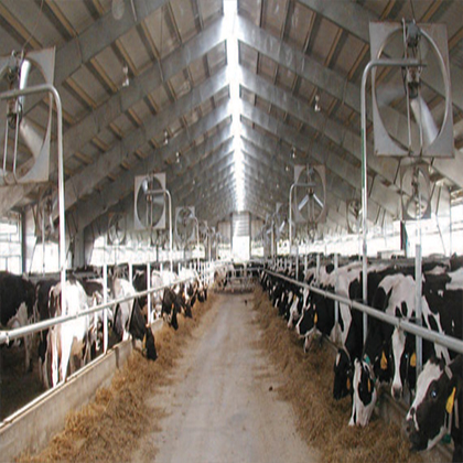 Large energy efficient fans used to reduce heat stress in cows in a dairy environment as well as reduce dust and insects, to increase the milk production.